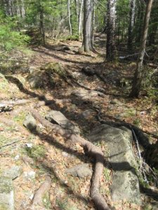 SHT-Crosby-Manitou roots