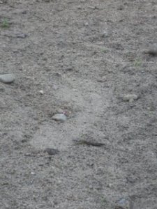 Feelmax running shoe - print 2