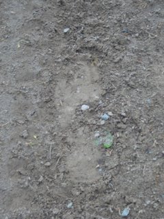 Feelmax running shoe - print 3